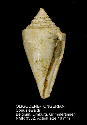 OLIGOCENE-TONGERIAN Conus ewaldi.jpg - OLIGOCENE-TONGERIAN Conus ewaldi von Koenen,1890